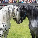 Daire Hochalmbahnen 8w2, Alpenrebe, Nahe Gondel *